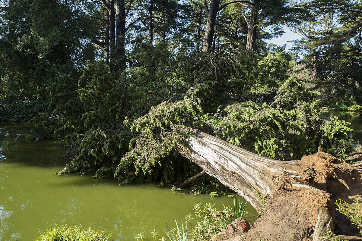 After the rain: What San Francisco learned from a monster storm